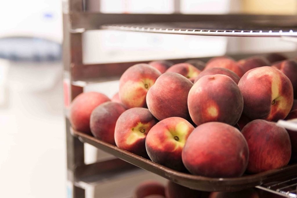 Tray of peaches inside the French school cafeteria kitchen.